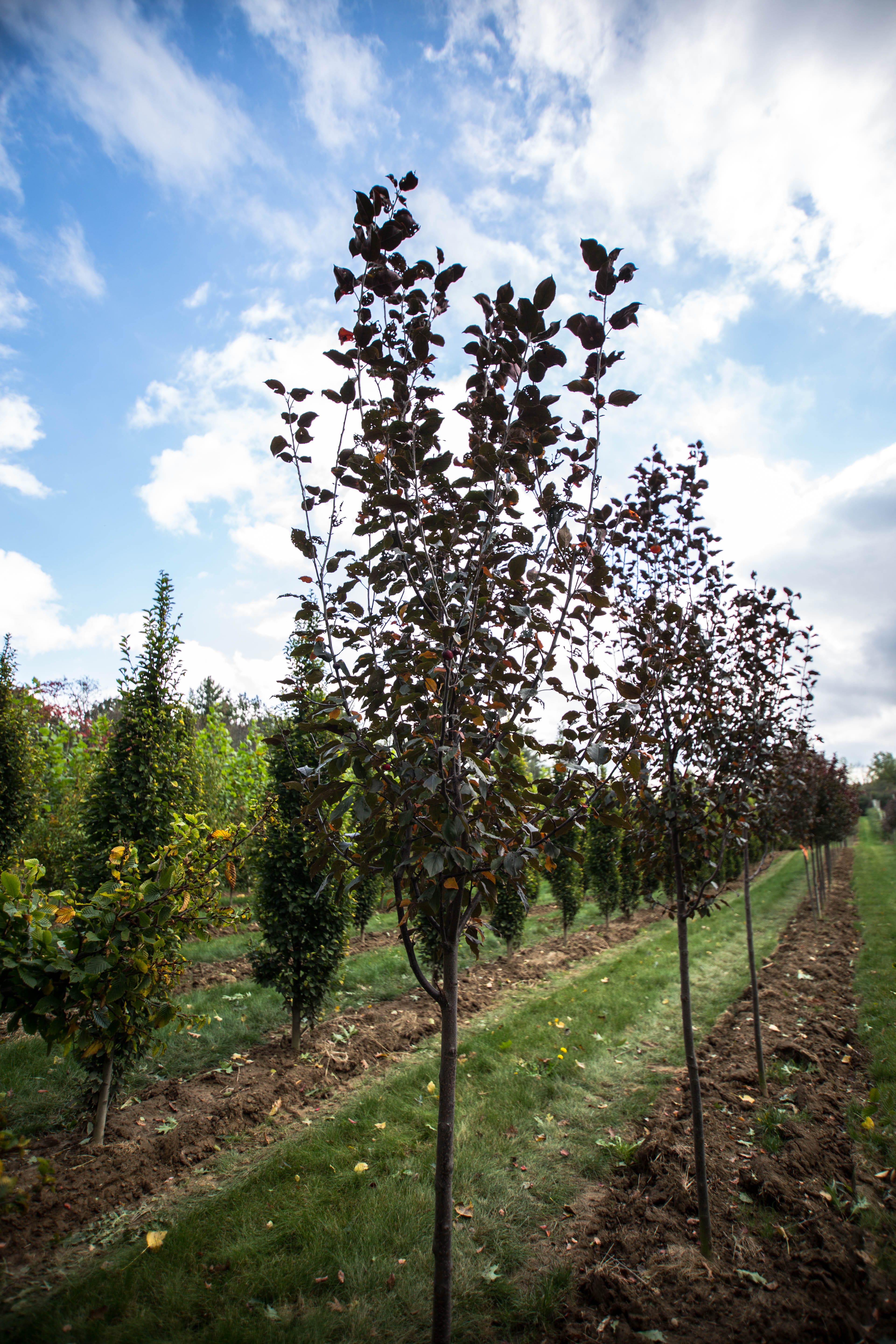 Malus ‘Thunderchild’